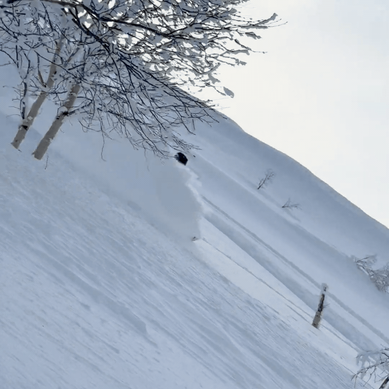 Penguin Powderwear Shell Women action Freeriden