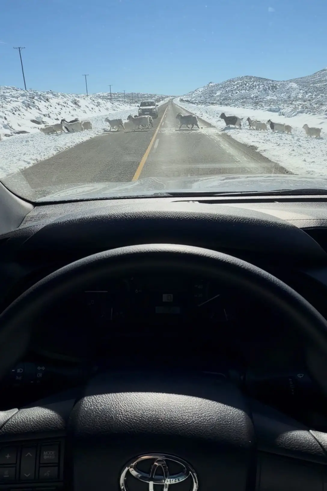 Goats Crossing