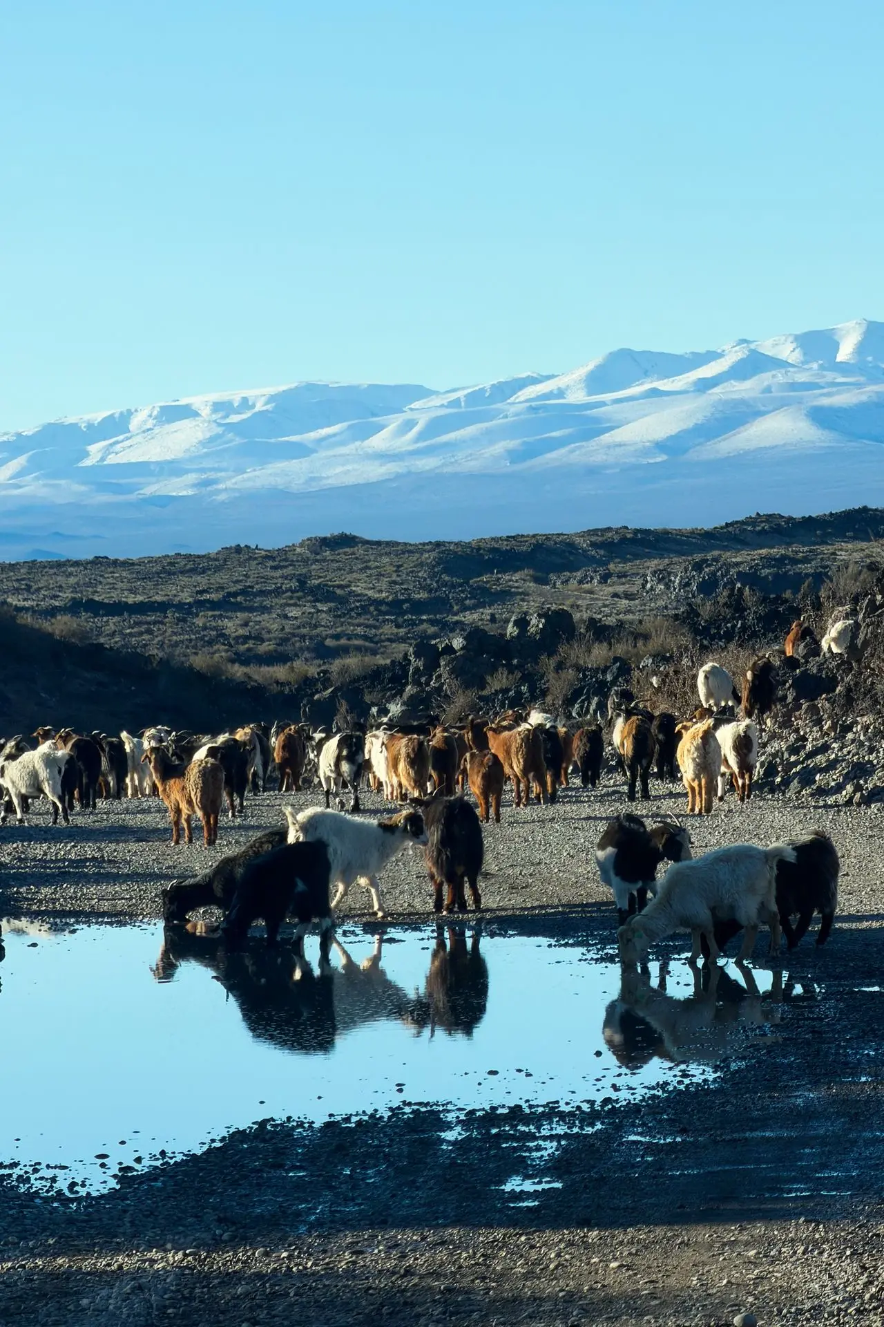 Goats on road Mountains